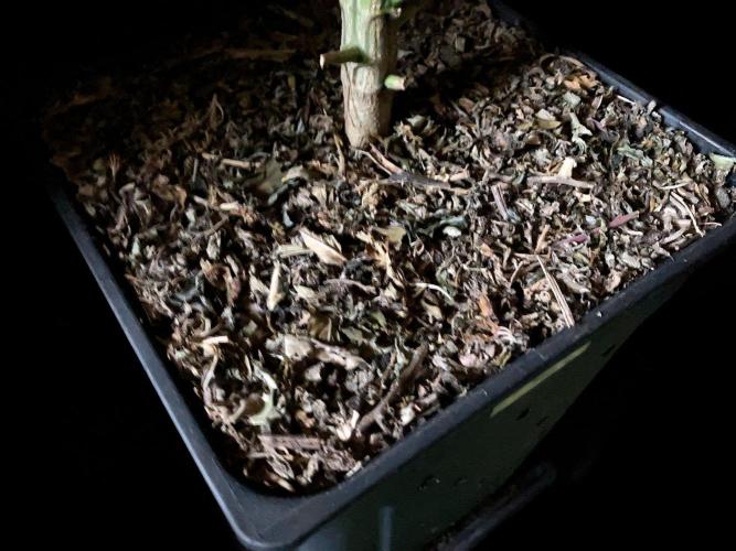 3M 🌟 Bahia Black Head. Week 14