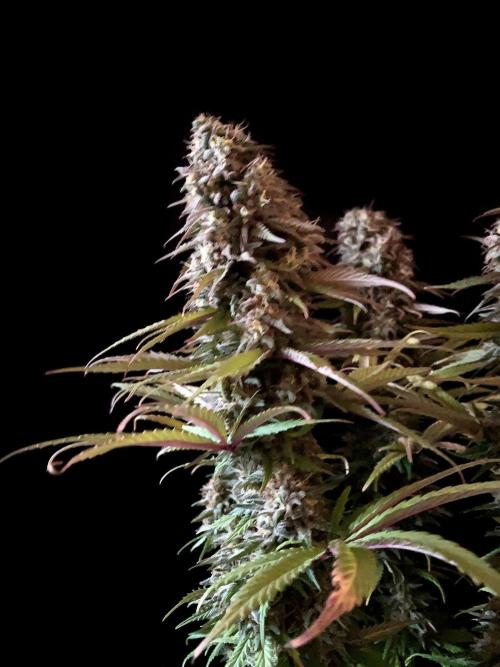 3M 🌟 Bahia Black Head. Week 14