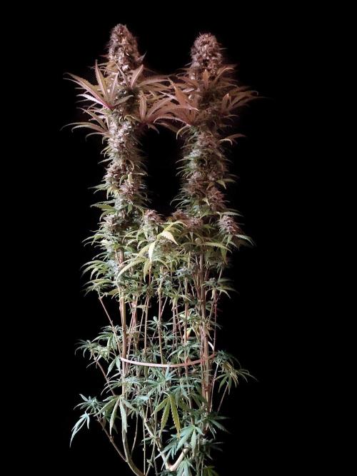 3M 🌟 Bahia Black Head. Week 14