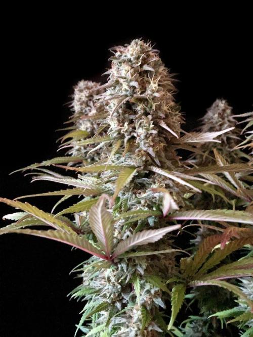 3M 🌟 Bahia Black Head. Week 14