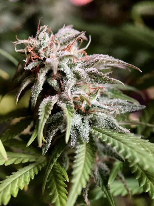 3M 🌟 Bahia Black Head. Week 14