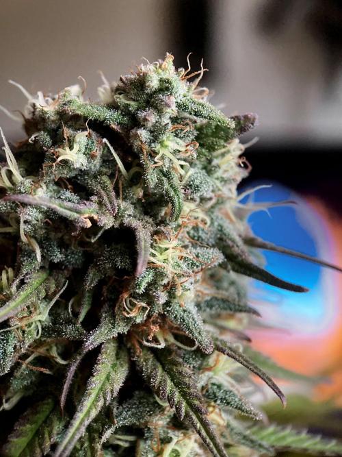 3M 🌟 Bahia Black Head. Week 14