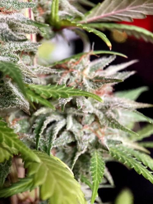 3M 🌟 Bahia Black Head. Week 14