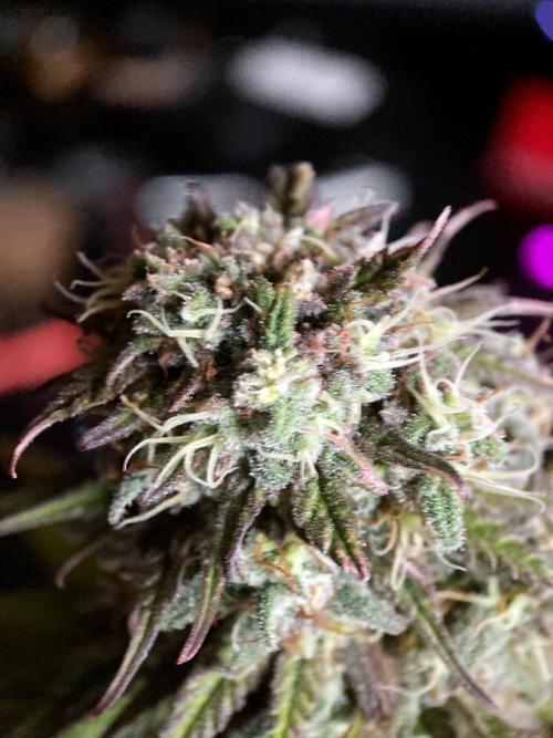 3M 🌟 Bahia Black Head. Week 14