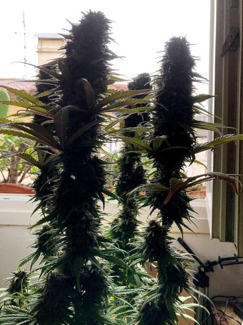 3M 🌟 Bahia Black Head. Week 14