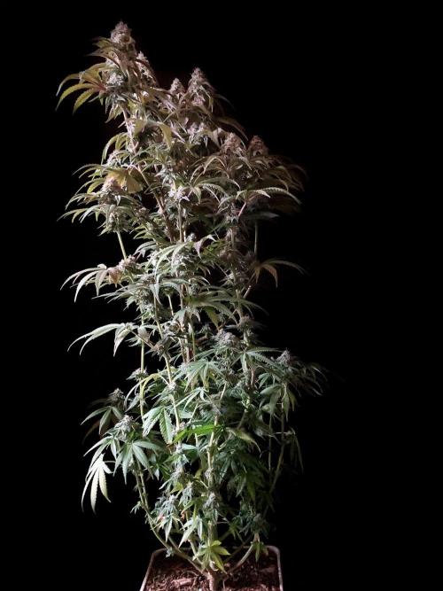 3M 🍋 Black Lemon. Week 14