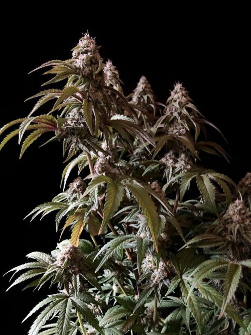 3M 🍋 Black Lemon. Week 14