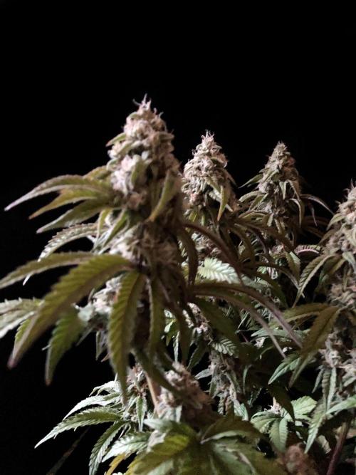 3M 🍋 Black Lemon. Week 14