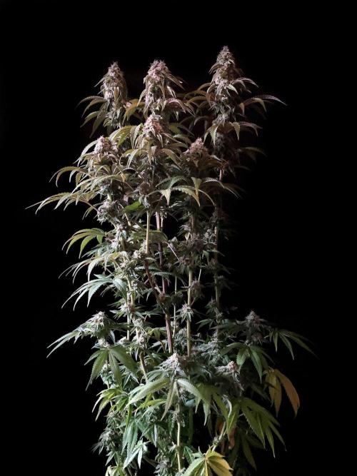 3M 🍋 Black Lemon. Week 14