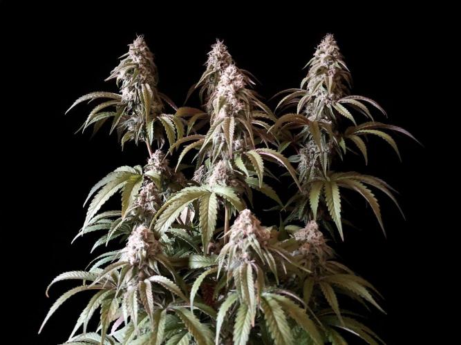 3M 🍋 Black Lemon. Week 14