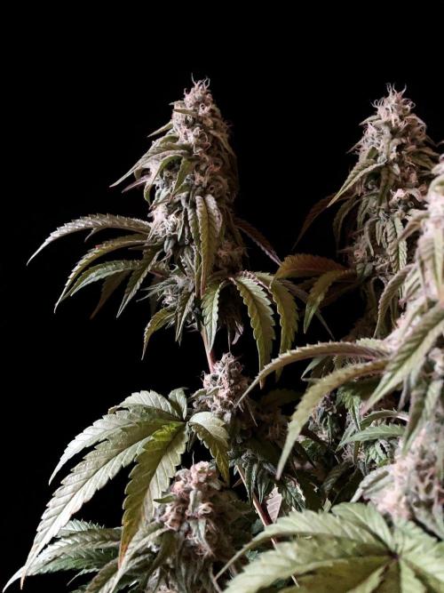 3M 🍋 Black Lemon. Week 14