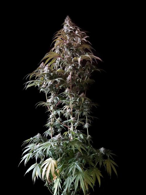 3M 🍋 Black Lemon. Week 14