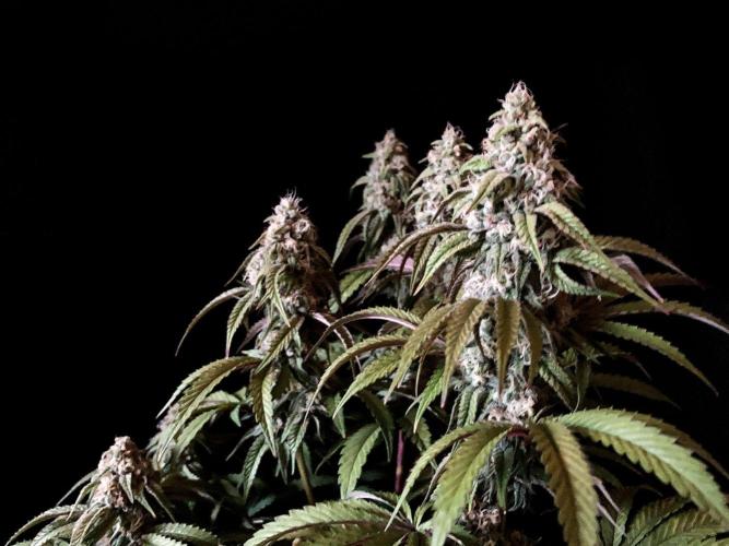 3M 🍋 Black Lemon. Week 14