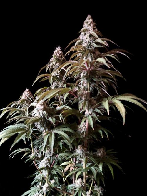 3M 🍋 Black Lemon. Week 14