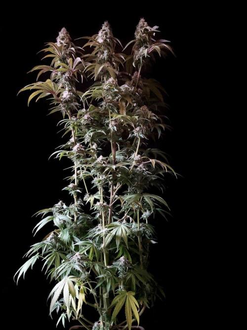 3M 🍋 Black Lemon. Week 14