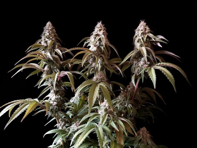 3M 🍋 Black Lemon. Week 14