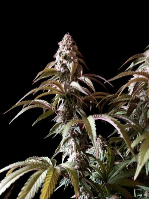 3M 🍋 Black Lemon. Week 14