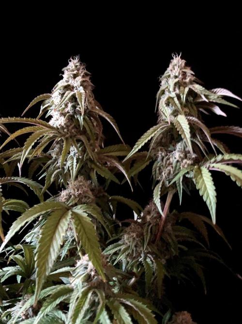 3M 🍋 Black Lemon. Week 14