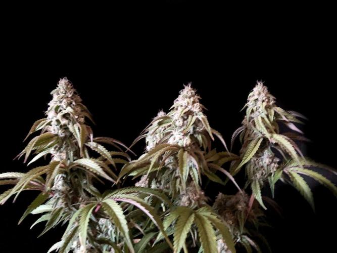 3M 🍋 Black Lemon. Week 14