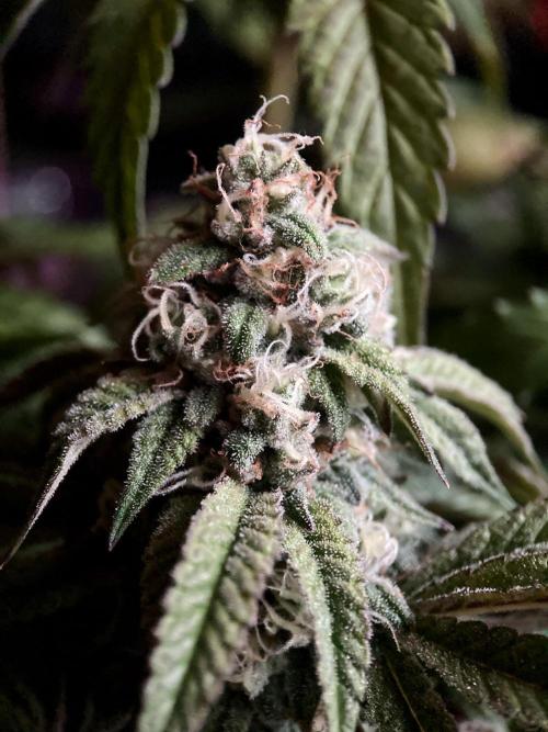 3M 🍋 Black Lemon. Week 14