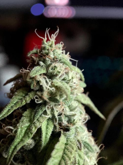 3M 🍋 Black Lemon. Week 14