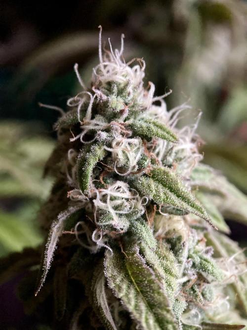 3M 🍋 Black Lemon. Week 14