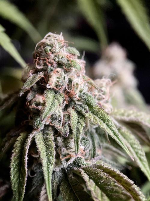 3M 🍋 Black Lemon. Week 14