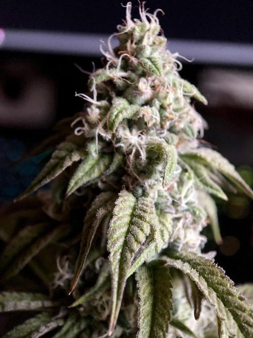 3M 🍋 Black Lemon. Week 14