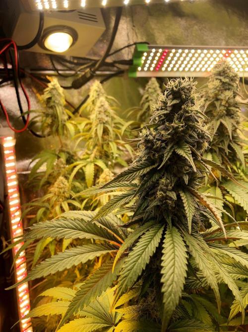 3M 🍋 Black Lemon. Week 14 - The corner