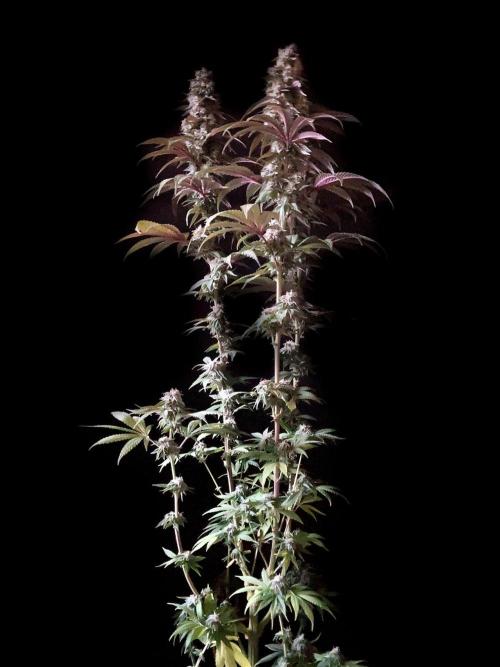 3M 🍏 Green Gelato. Week 14