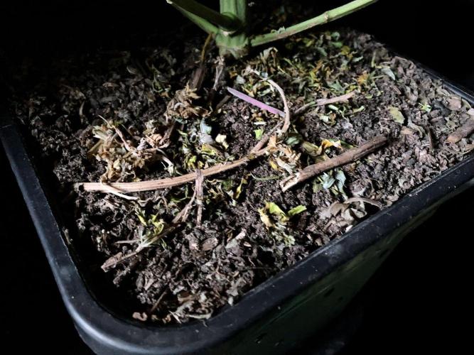 3M 🍏 Green Gelato. Week 14 - Sacred Mulch