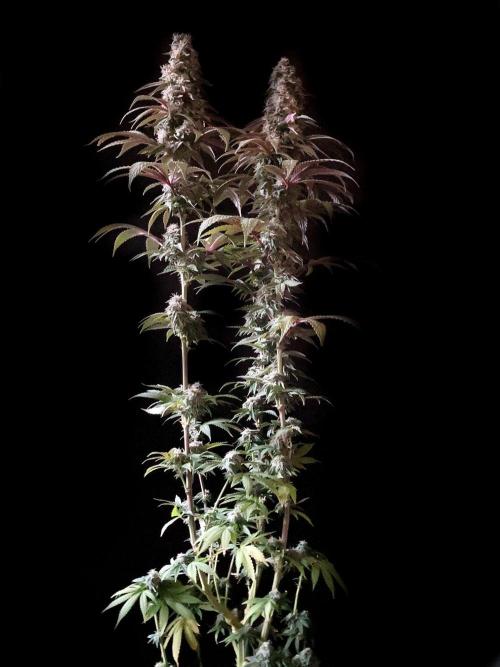 3M 🍏 Green Gelato. Week 14