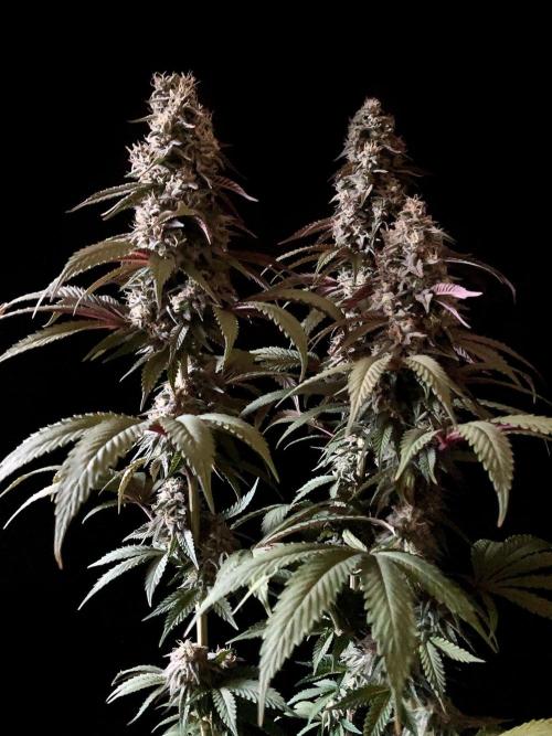 3M 🍏 Green Gelato. Week 14