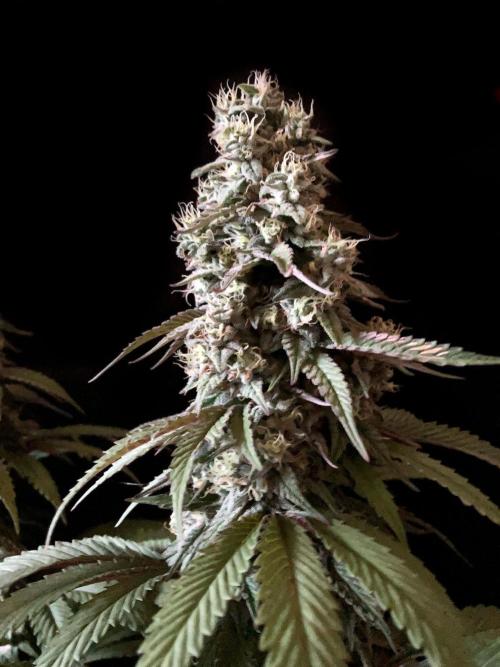 3M 🍏 Green Gelato. Week 14