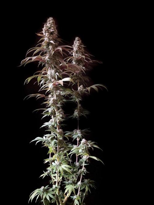 3M 🍏 Green Gelato. Week 14