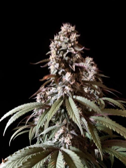 3M 🍏 Green Gelato. Week 14