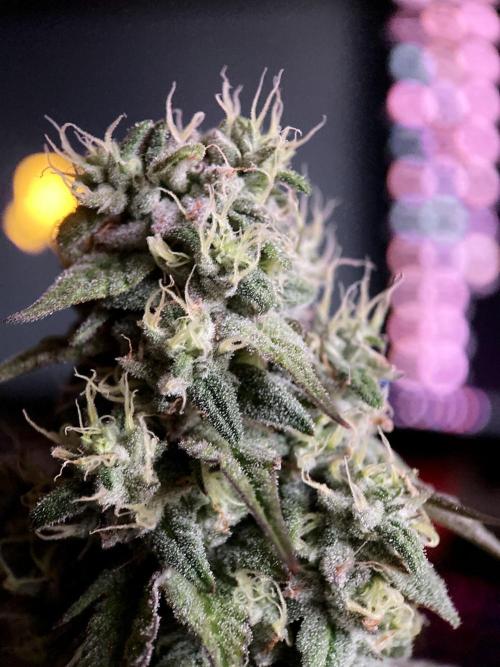 3M 🍏 Green Gelato. Week 14