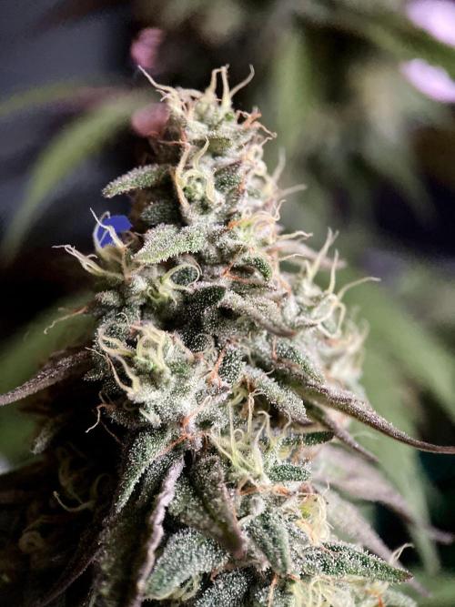 3M 🍏 Green Gelato. Week 14