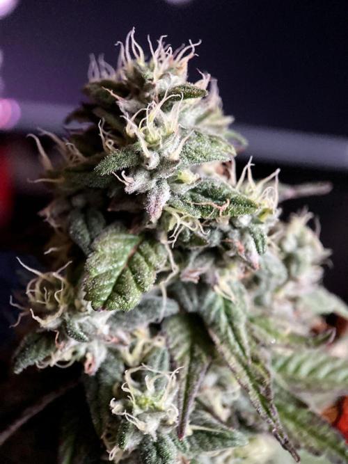 3M 🍏 Green Gelato. Week 14