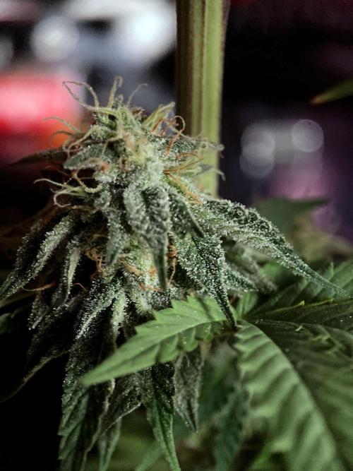 3M 🍏 Green Gelato. Week 14