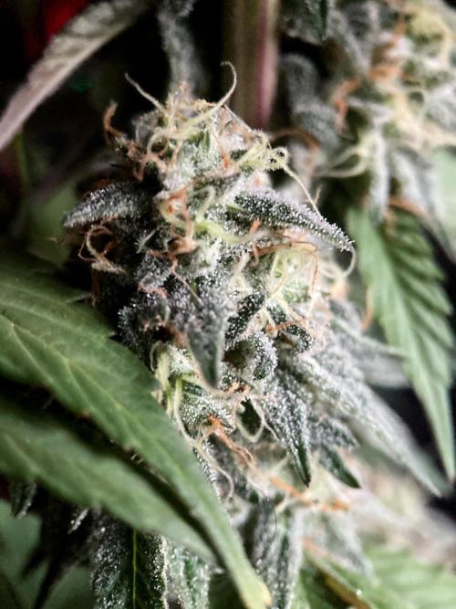 3M 🍏 Green Gelato. Week 14