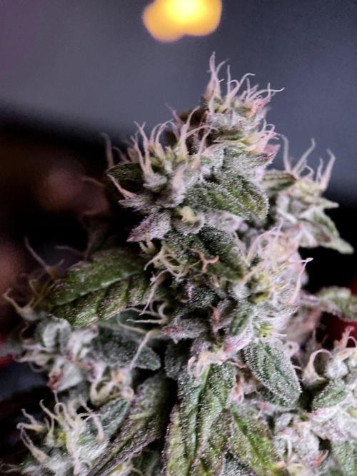 3M 🍏 Green Gelato. Week 14