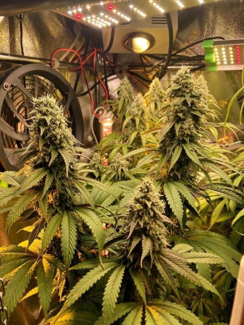 3M 🍏 Green Gelato. Week 14 - The head