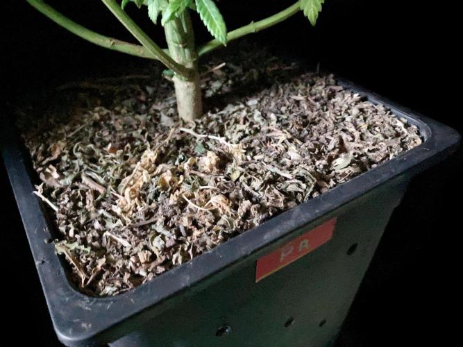 3M ⭕ Panama Red II. Week 14 - Sacred Mulch