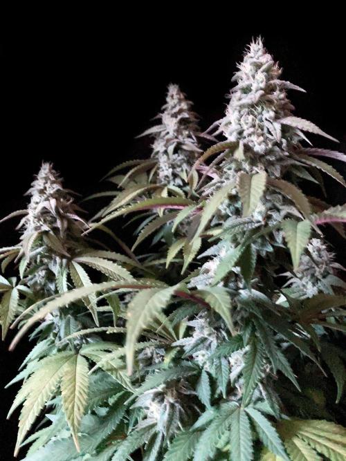 3M ⭕ Panama Red II. Week 14