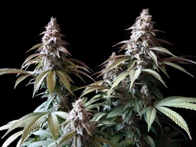 3M ⭕ Panama Red II. Week 14