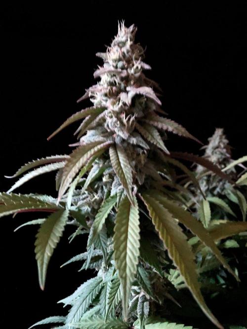 3M ⭕ Panama Red II. Week 14