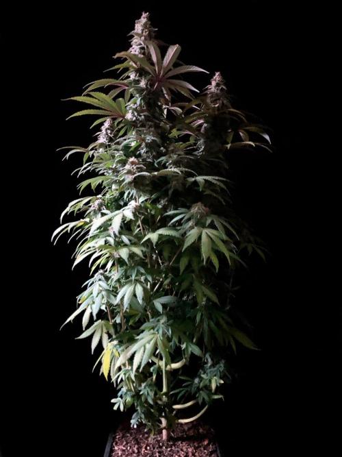 3M ⭕ Panama Red II. Week 14