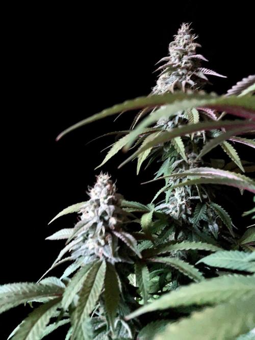 3M ⭕ Panama Red II. Week 14