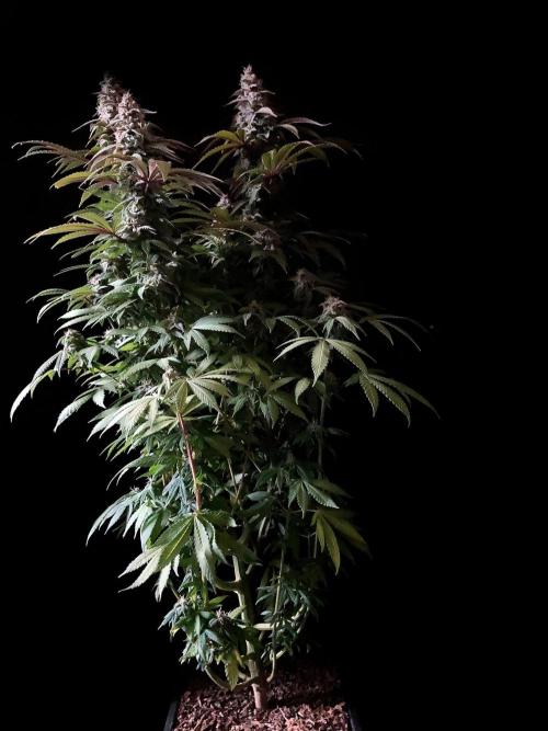 3M ⭕ Panama Red II. Week 14